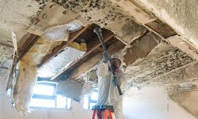 Mold Odor Removal Services in Meadow Vista, CA